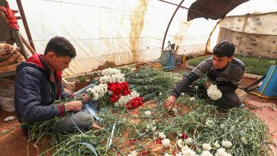Workers in Rateb Hosrom's greenhouse prepare bunches of freshely-picked carnations at his greenhouse in Syria's northwestern Idlib province, to be sold in flower shops around the rebel-held region. AFP