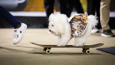 A dog in action. A dog named Mui won the novice category