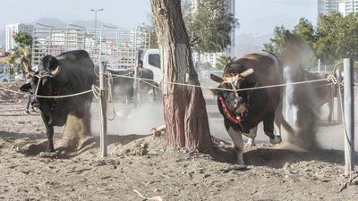 Before fighting, bulls are tied in an area waiting to fight at bull fighting in Fujairah corniche.