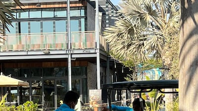 Workers in the La Mer district of Jumeirah remove cats in boxes