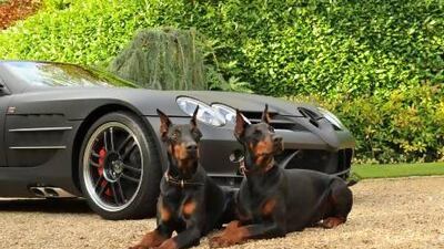 A1 K9, in Swansea, UK, has been training and supplying these dogs for nearly 20 years to clients around the globe. Photo courtesy A1K9