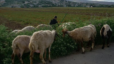 Khaled Al-Ali takes his sheep to graze among the flowers