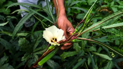 Kamal Mia holds an okra flower in a field planted with popular South Asian vegetables such as bitter gourd, aubergine, greens and chillies. Jenny Gustafsson