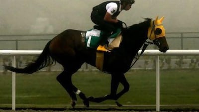 Buena Vista , the Japanese owned horse, pictured above at Meydan Racecourse last year, could be in line to return to the UAE in March to compete in Dubai's World Cup meeting.