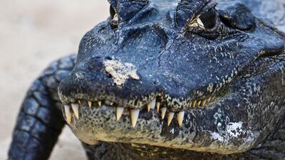 A black caiman lurches along a roadside in Corumba, Brazil. AFP