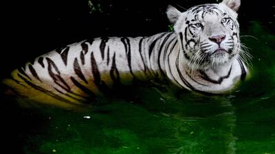 A Royal Bengal white Tiger looks on inside an enclosure at the 'Arignar Anna Zoological Park' on a hot sunny day at Vandalur in Chennai. AFP