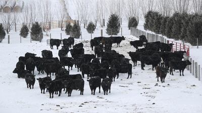 A cattle is seen at a farm during a snow fall at Toledo, Iowa, USA. Reuters
