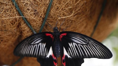 A colourful selection of the 26 species can be seen at the Dubai Butterfly Garden. Antonie Robertson / The National