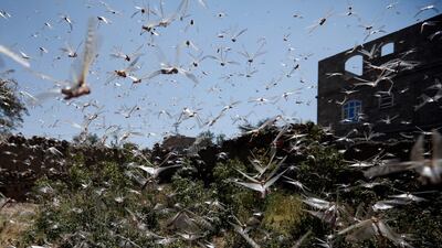 A swarm of desert locusts flies around a neighborhood in Sana'a, Yemen. EPA