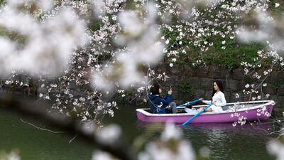 Visitors take pictures on a boat next to cherry blossoms in Chidorigafuchi park in Tokyo. Reuters