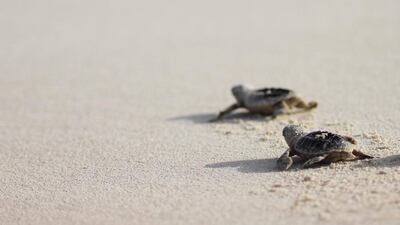 To ensure that they find their way safely, TDIC introduced measures such as reducing lighting and the removal of any beach furniture at night. Courtesy TDIC