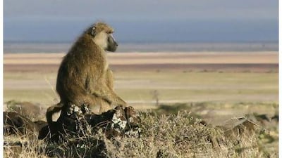 Adult male baboons at the top of the hierarchy faces a great deal of stress in maintaining their status.