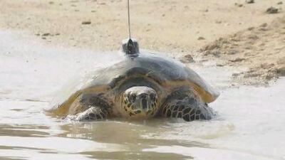 The Emirates Wildlife Society is calling on the public to vote for their favourite turtle in the second year of the Great Gulf Turtle Race.