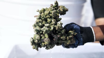 A diver is seen holding fresh coral