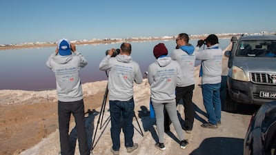 About 380,000 waterfowl visit Tunisia every winter to feast on brine shrimp, insects, fish and other small organisms in the muddy marshes all along the country's coast. Photo: Hichem Azafzaf