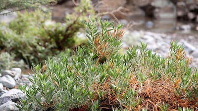 Some of the plants on Ru'us Al Jibbal and Hajjar Mountains that are being recorded by botanist Marina Tsaliki for the RAK government.