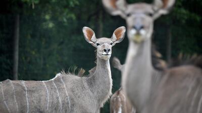 Greater kudus stroll through their enclosure at the Planete Sauvage zoological park in Port-Saint-Pere, near Nantes, western France. AFP /
