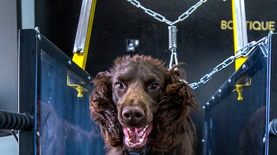 Dogs are also required to wear a harness which is fastened to a spring system to ensure they stay safely secured while using the treadmill.