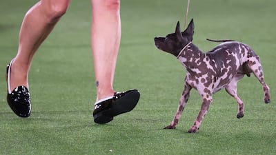 An American hairless terrier competes in the Terrier group judging event. AFP