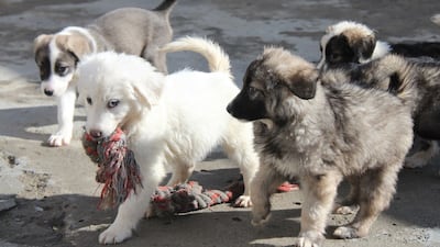 Nearly 300 rescue dogs and cats from Afghanistan are flying to Canada via stops in Turkey and Iceland. Photo: Kabul Small Animal Rescue / Facebook