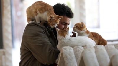 Mohammed Alaa al-Jaleel pets cats near marble cubes used as houses at Ernesto's Cat Sanctuary that he runs in Kfar Naha. AFP