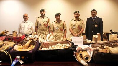 Dubai Police seized five separate shipments of ivory last month, weighing a total of 622kg and worth an estimated Dh5m. Courtesy Dubai Police