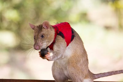 In real life settings, rats will be able to pull a small ball attached at the chest of their vest, which emits a beeping sound. This way rats will be able to alert their handlers when they detect a target. Image: APOPO