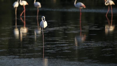 The importance of the Ras Al Khor sacntuary goes far beyond its aesthetic value. It is also important as a life support system and is an integral part of the UAE’s cultural and traditional heritage.