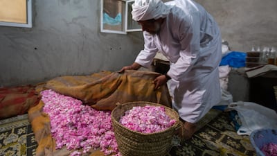 Farmer Abdullah Salim Al-Thani from Al Shuraigah village in Jebel Akhdar covers the rose petals to keep them moist before processing them in his factory behind his house.