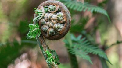12 HIGHLY COMMENDED: Shyness. Photo by Heyu Lin