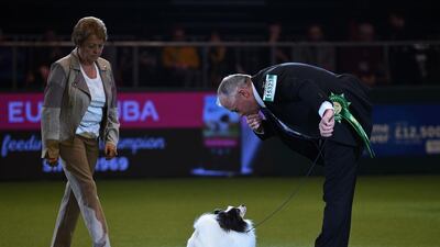 Expana's Sea Dragon Conqueror (Howard), the Papillon, is judged during the Best in Show competition on the final day of the Crufts dog show. AFP