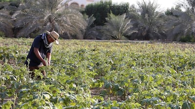 The UAE may import the vast majority of the food it consumes but farming in the country should benefit when a new agriculture policy is ratified. Pawan Singh / The National