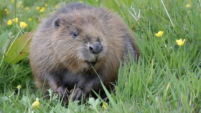 Beavers have been reintroduced to some areas of the English cities of Bristol, Bath and London to restore wildlife-rich wetlands. PA
