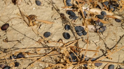 Dried olives on the ground at a farm in Matmata, Beja