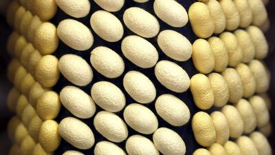 Silk cocoons are displayed in the glass jars at the museum of CRA agricultural research unit in Padua. Alessandro Bianchi / Reuters