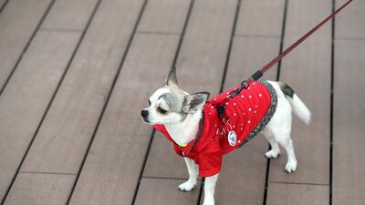 Bold red styling on a cute little pooch called Drake. Chris Whiteoak / The National