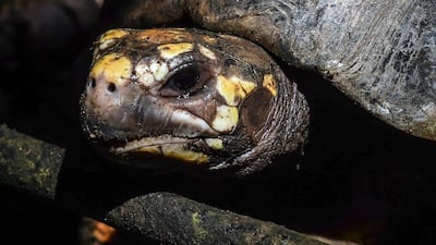 View of a red-footed tortoises (Chelonoidis carbonarius), recovered in Medellin, before its release in a wildlife reserve in San Jose de Apartado, Antioquia department. AFP