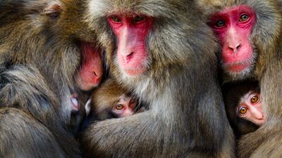 Hidetoshi Ogata from Japan won a gold in the Behaviour - Mammals category. He took a picture of Japanese macaques at Awaji Island, Japan