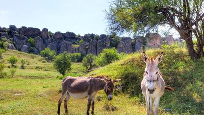 Donkeys in Kilistra, a tourist-free village 45 kilometres from Konya. Alamy