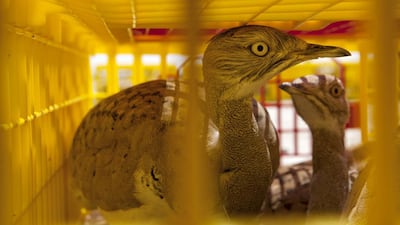 The houbara are coaxed into flight at Lal Sohanra after their journey from the UAE to Pakistan, above and left. The release is a major conservation achievement.