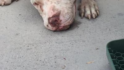 This pitbull found in Jumeirah had been used in an organised dog-fighting ring. Dubai Animal Welfare Society