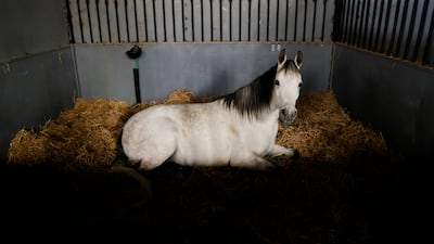 An Arabian horse sits inside the stable.