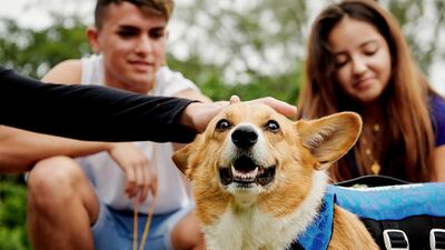 Paddleboarding with corgis is one of the excursions offered as part of Airbnb's new animal experiences. Courtesy Airbnb
