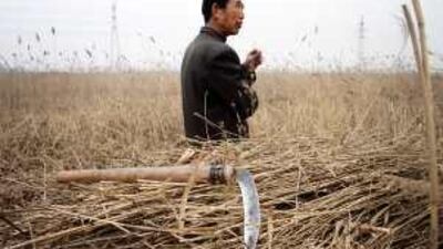 The rural landscape of Ninghe County in northern China will soon be transformed, as will the lives of the people who work there.