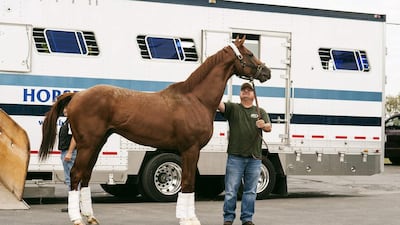 California Chrome leaves a trailer with assistant trainer Alan Sherman upon arriving at Parx Casino Race Track in Bensalem, Pa., on Sept. 16, 2014. The winner of the Kentucky Derby and Preakness Stakes will race in the Pennsylvania Derby on September 20. Matthew Hall / AP Photo