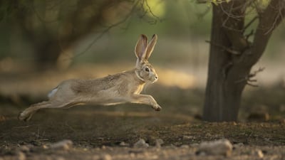 Bansal (UAE Wildlife).