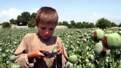 A boy collects resin from poppies in Khogyani, east of Kabul. Farmers who have stopped growing poppies are struggling to survive.
