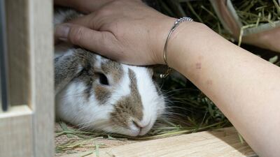 Guests are kepty happy with regular exercise, parties, spa treatments — and lots of carrots