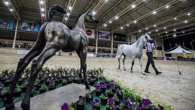 An Arabian horse is paraded during the Arabian horse beauty competition at Rabab stud in the village of Abusir, about 20 kilometres southwest of the Egyptian capital Cairo. AFP