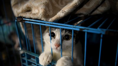 A rescued cat at a home for rescued dogs and other animals in Chongqing, southwestern China. Twenty years ago, Wen Junhong saved an abandoned dog from the streets of Chongqing in southwestern China. She now shares her home with more than 1,300 of them, and they keep on coming. AFP Photo